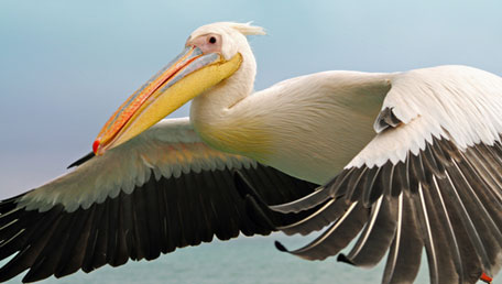 Pelican Post